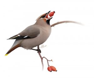 The gluttonous waxwing