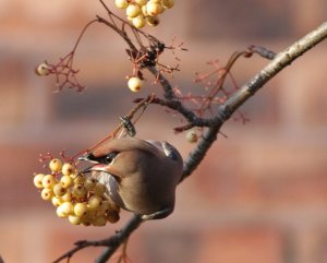 Waxwing