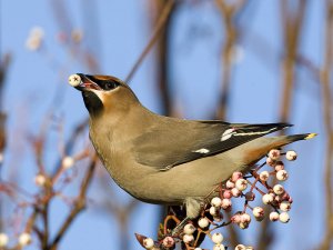 Waxwing