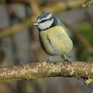 Blue Tit