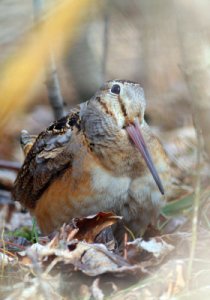 American Woodcock