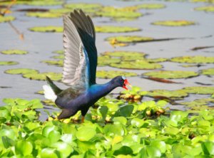 Purple Gallinule