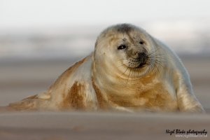 Grey Seal Halichoerus grypus
