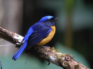 Rufous-bellied Niltava