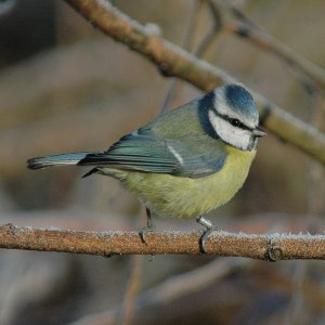 Blue Tit