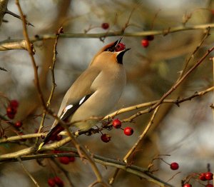 Waxwing