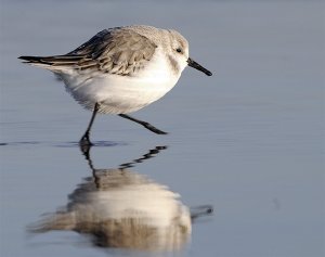 Running Sanderling