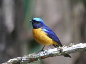 Rufous-bellied Niltava