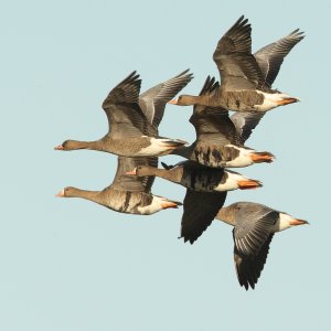 Geese in flight