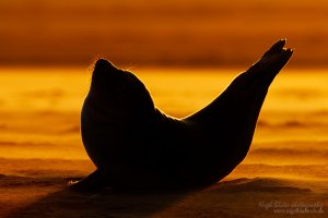 Grey Seal pup at sunset