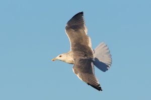 Vega Gull