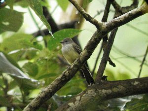 Northern Scrub Flycatcher