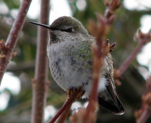 Anna's Hummingbird