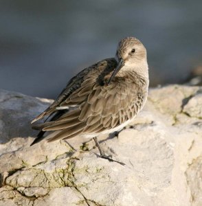 Dunlin