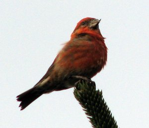 Red Crossbill