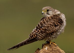 Kestrel Female