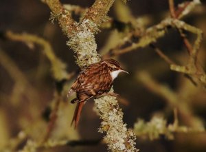 treecreeper14