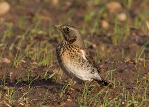 Fieldfare