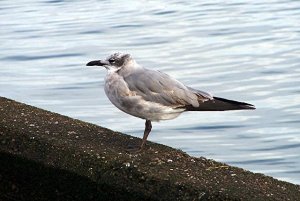 Laughing Gull