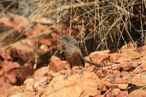 Kalkadoon Grasswren