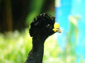 Great Curassow close-up