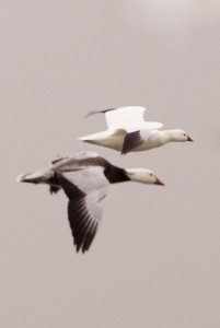 Ross's Goose and Snow Goose