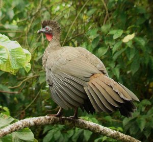 OTS La Selva Crested Guan