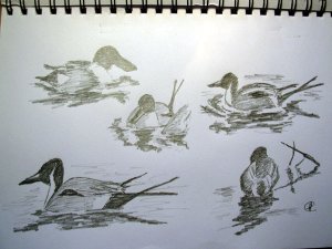 Shoveller and Pintail Sketches