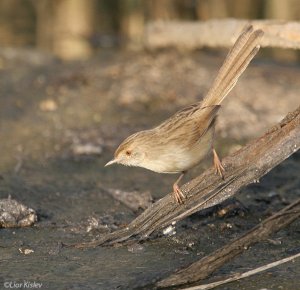 Graceful Prinia