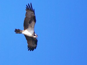 Osprey in Flight