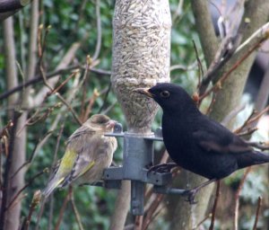 Adaptable Blackbird