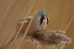 Bearded Tit