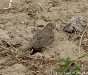 Croaking Ground Dove