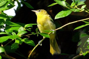 Baltimore Oriole