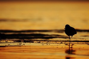 Grey Plover Silhouette