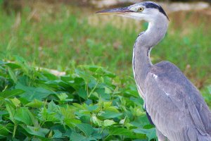 Another Grey Heron