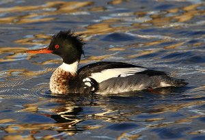 Red Breasted Merganser