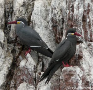 Inca Tern