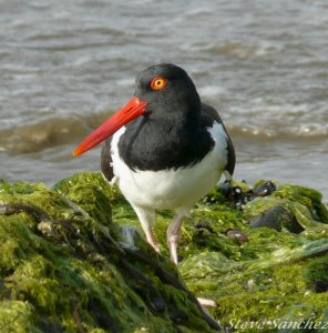 American Oystercatcher