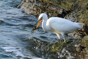 Reef Egret and Crab