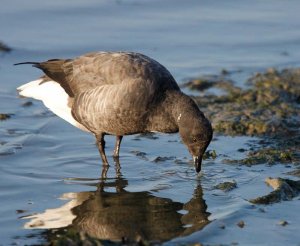 Brent Goose