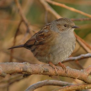 Dunnock