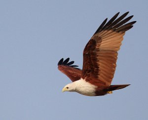 Brahminy Kite