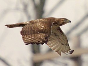 Red-Tailed Hawk