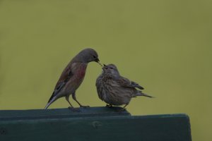 Fledgling linnet