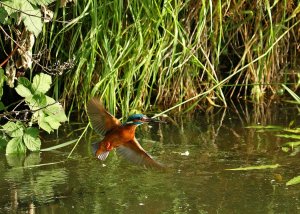 Kingfisher - in flight with fish