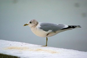 Common gull