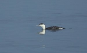Red-throated Diver - Winter Plummage