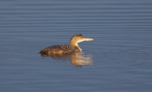 Great Northern Diver