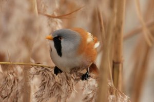 Bearded Tit